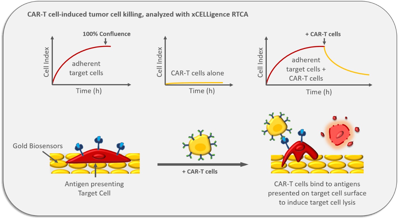 car-t induced tumor cell killing