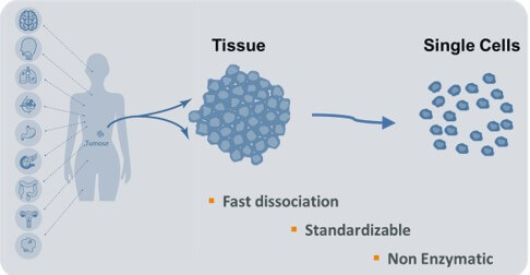 Applications Tissue Grinding and Dissociation